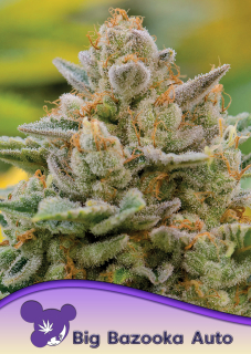 Anesia Seeds Big Bazooka Auto