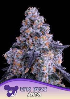 Anesia Seeds Epic Buzz Auto