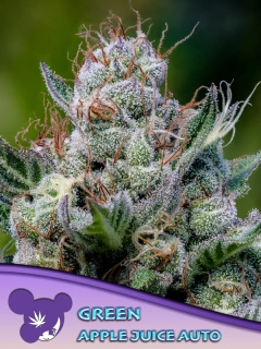 Anesia Seeds Green Apple Juice Auto