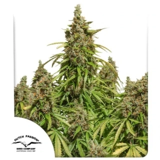 Dutch Passion Auto Mazar