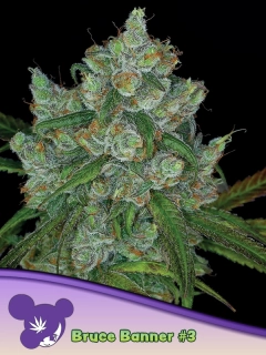 Anesia Seeds Bruce Banner #3