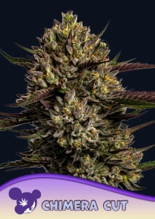 Anesia Seeds Chimera Cut