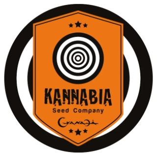 Kannabia Seeds - Amnesia Dream XL Auto