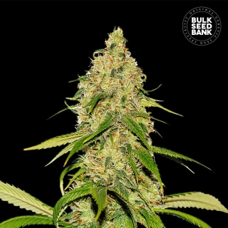 Bulk Seed Bank - Auto CBD White Widow