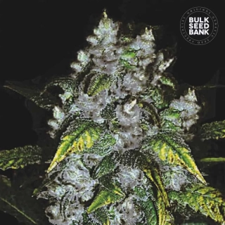 Bulk Seed Bank - CBD Good Wild Shark