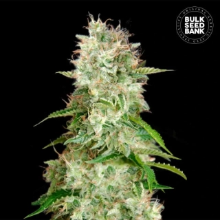 Bulk Seed Bank - CBD Cheese
