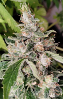 Ace Seeds - African Gras