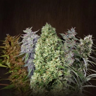 Ace Seeds - Ace Mix regular