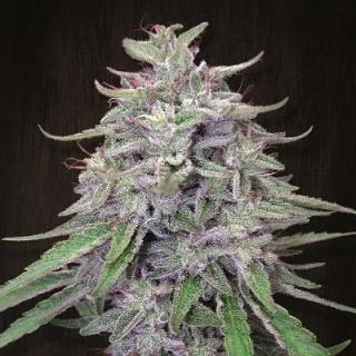 Ace Seeds - Bangi Haze regular