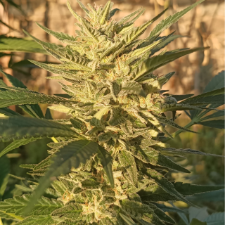 Ace Seeds - Creeper Gouge regular