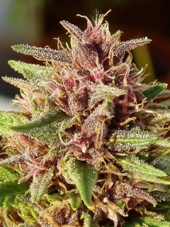 Ace Seeds - Erdpurt regular