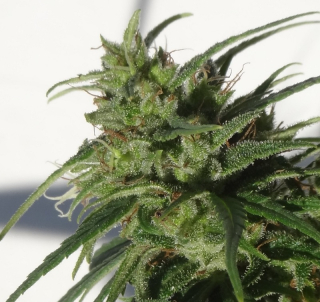 Ace Seeds - Ethiopia regular