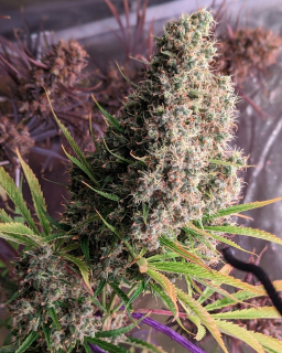 Ace Seeds - Golden Tiger regular