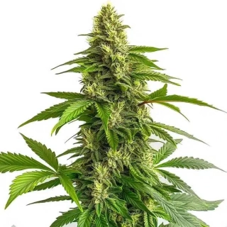 Blimburn Seeds - Mamba Negra Fast