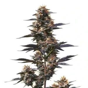 Blimburn Seeds - Dama Blanca