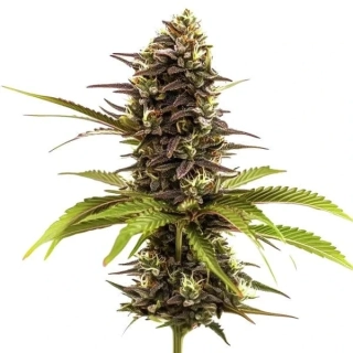 Blimburn Seeds - Guanabana