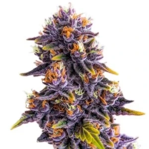 Blimburn Seeds - Kyles Cherry AK
