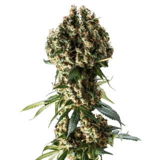 Blimburn Seeds - Silver Surfer Haze