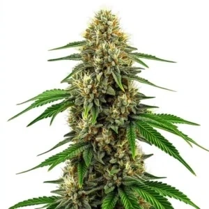 Blimburn Seeds - Steves Dream Queen