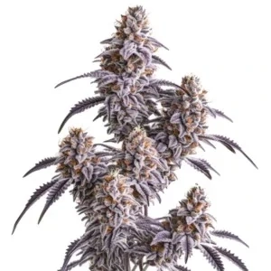 Blimburn Seeds - Tijuana