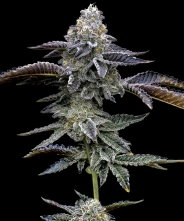 Barney´s Farm Blue Dream