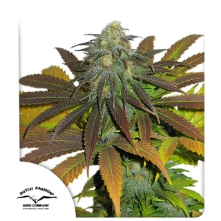 Dutch Passion California Orange