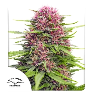 Dutch Passion Frisian Dew