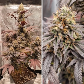 Dutch Passion La Lybella