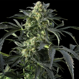 Barney´s Farm Crimea Blue