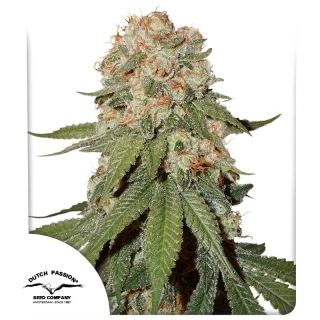Dutch Passion Orange Bud Auto
