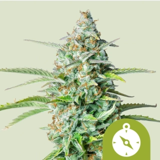 Royal Queen Seeds Northern Light Automatic