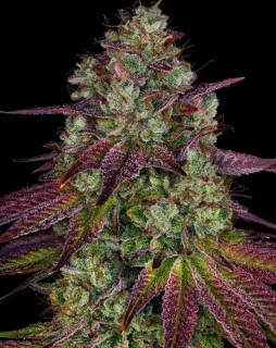 Barney´s Farm Mimosa EVO
