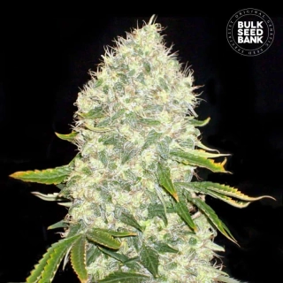 Bulk Seed Bank - White Widow