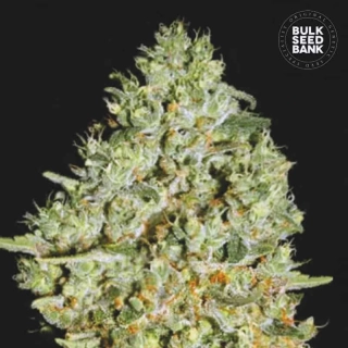 Bulk Seed Bank - Critical