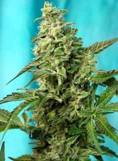 Sweet Seeds Green Poison Fast Version